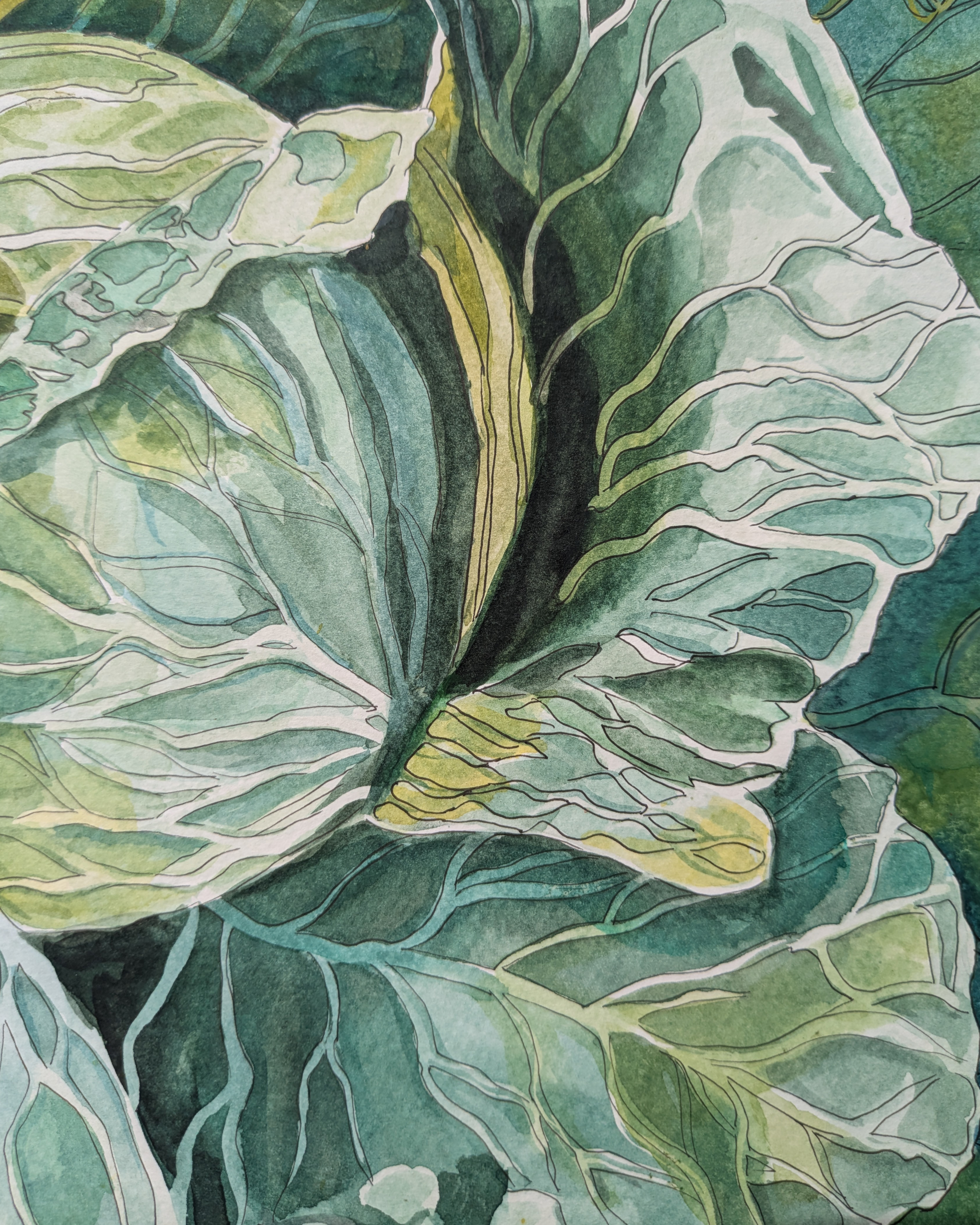 Cabbage from the Market — view 3